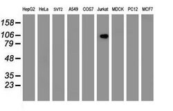 PECAM1 Mouse anti-Human, Clone: OTI4C1, lyophilized, TrueMAB 100 &mu;g;