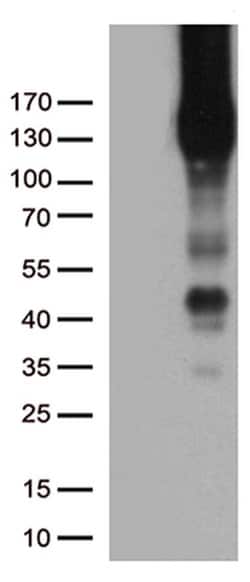 PECAM1 Monoclonal Antibody (OTI1D2), TrueMAB , OriGene 30 &mu;L; Unconjugated:Antibodies,