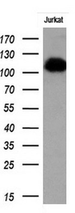 PECAM1 Monoclonal Antibody (OTI2B5), TrueMAB , OriGene 100 &mu;L; Unconjugated:Antibodies,