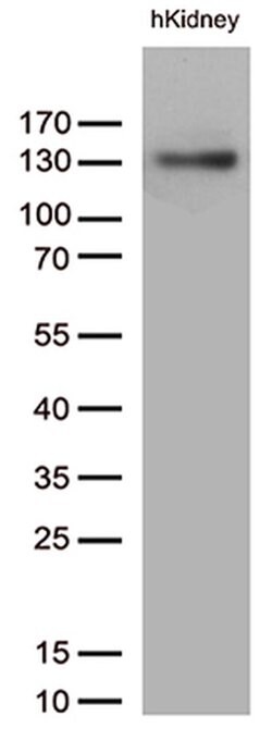 PECAM1 Monoclonal Antibody (OTI2B5), TrueMAB , OriGene 100 &mu;L; Unconjugated:Antibodies,