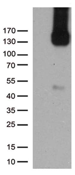PECAM1 Monoclonal Antibody (OTI3H2), TrueMAB , OriGene 100 &mu;L; Unconjugated:Antibodies,