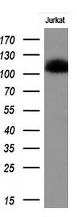 PECAM1 Monoclonal Antibody (OTI2C3), TrueMAB , OriGene 100 &mu;L; Unconjugated:Antibodies,