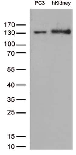 PECAM1 Monoclonal Antibody (OTI2C3), TrueMAB , OriGene 30 &mu;L; Unconjugated:Antibodies,
