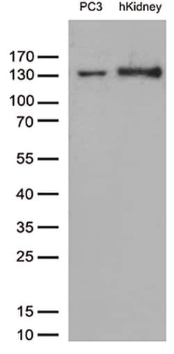 PECAM1 Monoclonal Antibody (OTI2C3), TrueMAB , OriGene 100 &mu;L; Unconjugated:Antibodies,