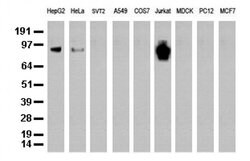PECAM1 Mouse anti-Human, Clone: UMAB29, liquid, UltraMAB 100 &mu;L; Unconjugated:Antibodies,