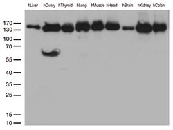 PECAM1 Mouse anti-Human, Clone: UMAB29, liquid, UltraMAB 100 &mu;L; Unconjugated:Antibodies,