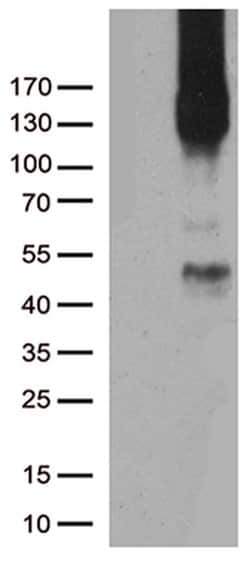 PECAM1 Mouse anti-Human, Clone: UMAB30, liquid, UltraMAB 30 &mu;L; Unconjugated:Antibodies,