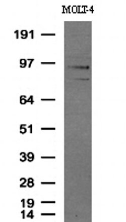 PECAM1 Mouse anti-Human, Clone: UMAB30, liquid, UltraMAB 30 &mu;L; Unconjugated:Antibodies,