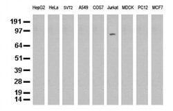 PECAM1 Mouse anti-Human, Clone: UMAB30, liquid, UltraMAB 30 &mu;L; Unconjugated:Antibodies,