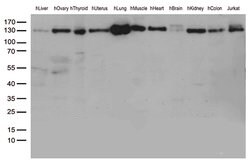 PECAM1 Mouse anti-Human, Clone: UMAB30, liquid, UltraMAB 30 &mu;L; Unconjugated:Antibodies,