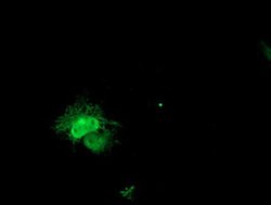 PECI Monoclonal Antibody (OTI1C8), TrueMAB , OriGene 30 &mu;L; Unconjugated:Antibodies,