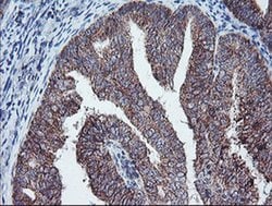 PECI Monoclonal Antibody (OTI1C8), TrueMAB , OriGene 30 &mu;L; Unconjugated:Antibodies,