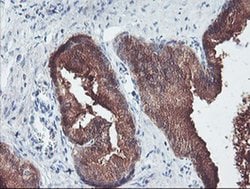 PECI Monoclonal Antibody (OTI1C8), TrueMAB , OriGene 30 &mu;L; Unconjugated:Antibodies,