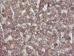 PECI Monoclonal Antibody (OTI1C8), TrueMAB , OriGene 30 &mu;L; Unconjugated:Antibodies,