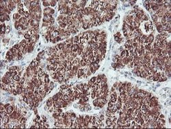 PECI Monoclonal Antibody (OTI1C8), TrueMAB , OriGene 30 &mu;L; Unconjugated:Antibodies,