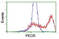PECR Monoclonal Antibody (OTI1F2), TrueMAB , OriGene 100 &mu;L; Unconjugated:Antibodies,