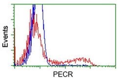 PECR Monoclonal Antibody (OTI1C9), TrueMAB , OriGene:Antibodies:Primary
