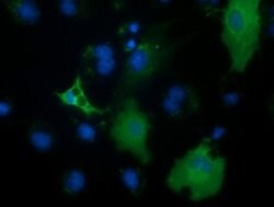 PECR Monoclonal Antibody (OTI1C9), TrueMAB , OriGene 30 &mu;L; Unconjugated:Antibodies,