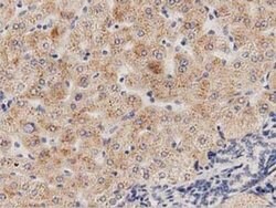 PECR Monoclonal Antibody (OTI2B2), TrueMAB , OriGene 30 &mu;L; Unconjugated:Antibodies,