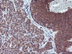 PECR Monoclonal Antibody (OTI1F2), TrueMAB , OriGene:Antibodies:Primary