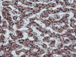PECR Monoclonal Antibody (OTI1F2), TrueMAB , OriGene 100 &mu;L; Unconjugated:Antibodies,