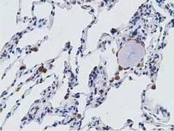PECR Mouse anti-Human, Clone: OTI1C9, lyophilized, TrueMAB 100 &mu;g; Unconjugated:Antibodies,