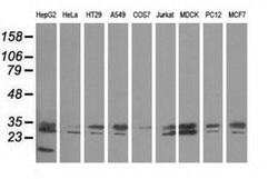 PECR Monoclonal Antibody (OTI2B2), TrueMAB , OriGene:Antibodies:Primary