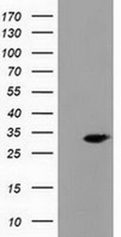 PECR Monoclonal Antibody (OTI1E4), TrueMAB , OriGene 100 &mu;L; Unconjugated:Antibodies,