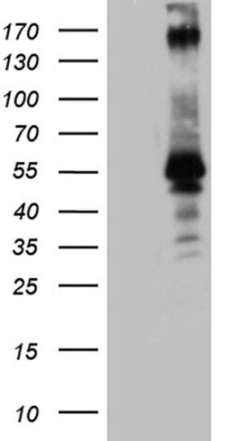 PEG10 Monoclonal Antibody (OTI1G10), TrueMAB , OriGene:Antibodies:Primary