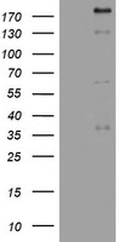 PEG3 Monoclonal Antibody (OTI1F12), TrueMAB , OriGene 100 &mu;L | Buy Online | OriGene | Fisher Scientific