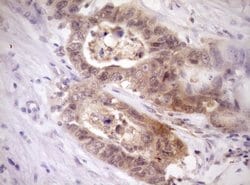 PELI1 Monoclonal Antibody (OTI14F10), TrueMAB , OriGene:Antibodies:Primary
