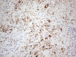 PELI1 Mouse anti-Human, Clone: OTI10D1, lyophilized, TrueMAB 100 &mu;g;