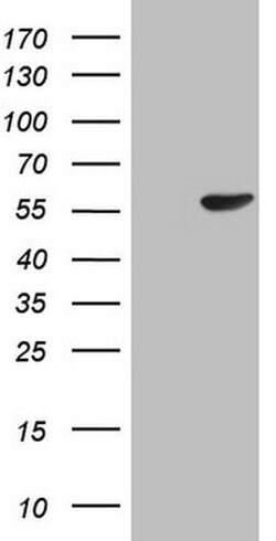 PELI1 Monoclonal Antibody (OTI2H3), TrueMAB , OriGene 100 &mu;L; Unconjugated:Antibodies,