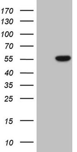 PELI1 Monoclonal Antibody (OTI1A8), TrueMAB , OriGene 100 &mu;L | Buy Online | OriGene | Fisher Scientific