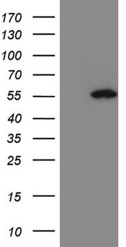 PELI1 Monoclonal Antibody (OTI13F8), TrueMAB , OriGene 100 &mu;L; Unconjugated:Antibodies,