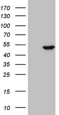 PELI1 Mouse anti-Human, Clone: OTI10D1, lyophilized, TrueMAB 100 &mu;g;