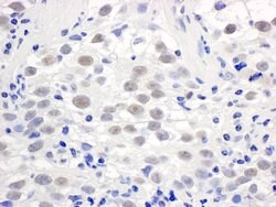PELP1/MNAR Rabbit anti-Human, Polyclonal, Bethyl Laboratories 10 &mu;L;