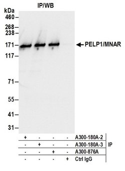 PELP1/MNAR Rabbit anti-Human, Mouse, Polyclonal, Bethyl Laboratories 100