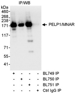 PELP1/MNAR Rabbit anti-Human, Polyclonal, Bethyl Laboratories 10 &mu;L;