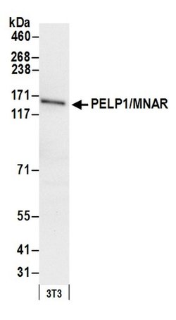 PELP1/MNAR Rabbit anti-Human, Mouse, Polyclonal, Bethyl Laboratories 100