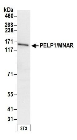 PELP1/MNAR Polyclonal Antibody, Bethyl Laboratories 20 &mu;L; Unconjugated:Antibodies,