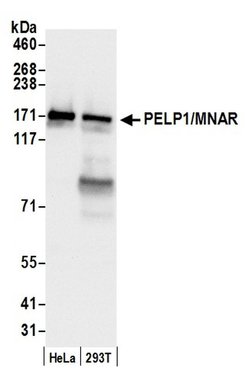 PELP1/MNAR Polyclonal Antibody, Bethyl Laboratories 20 &mu;L; Unconjugated:Antibodies,