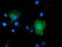 PEPD Mouse anti-Human, Clone: OTI1B7, lyophilized, TrueMAB 100 &mu;g; Unconjugated:Antibodies,