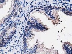 PEPD Monoclonal Antibody (OTI5D5), TrueMAB , OriGene 100 &mu;L; Unconjugated:Antibodies,