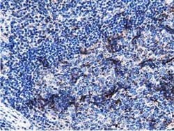 PEPD Monoclonal Antibody (OTI5D5), TrueMAB , OriGene 100 &mu;L; Unconjugated:Antibodies,