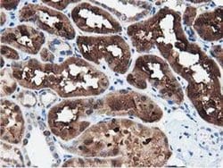 PEPD Monoclonal Antibody (OTI5D5), TrueMAB , OriGene 100 &mu;L; Unconjugated:Antibodies,