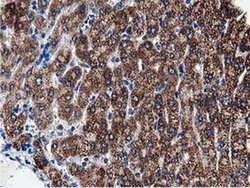 PEPD Monoclonal Antibody (OTI5D5), TrueMAB , OriGene 100 &mu;L; Unconjugated:Antibodies,