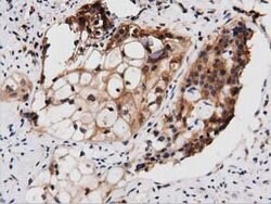 PEPD Mouse anti-Human, Clone: OTI1B7, lyophilized, TrueMAB 100 &mu;g; Unconjugated:Antibodies,