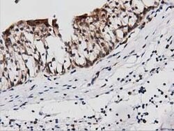 PEPD Mouse anti-Human, Clone: OTI1B7, lyophilized, TrueMAB 100 &mu;g; Unconjugated:Antibodies,