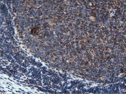 PEPD Mouse anti-Human, Clone: OTI1B7, lyophilized, TrueMAB 100 &mu;g; Unconjugated:Antibodies,